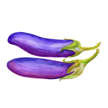Fresh eggplant aubergine vegetable isolated on white background, watercolor illustration