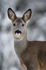 Roe deer (Capreolus capreolus) portrait in winter. Roe deer portrait with snowy background. Roe deer in winter. European roe deer. Deer. Western roe deer. Roebuck. Chevreuil.