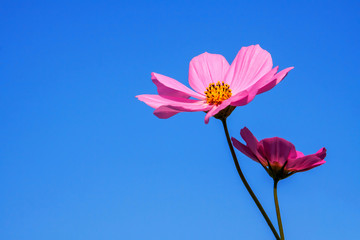 Pink cosmos flowers with blue sky background.
