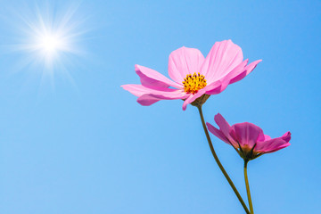 Pink cosmos flowers with sun background.