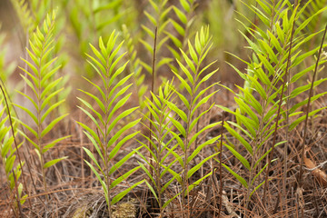 Summer background with fern leaf