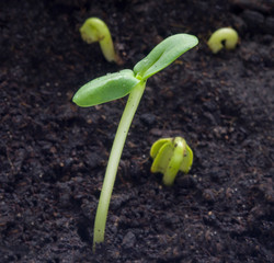 Group of green sunflower sprouts growing out from soil