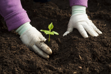 Portrait of a young researcher technician woman in greenhouse,in uniform and seedling pot in her hand. Food production.