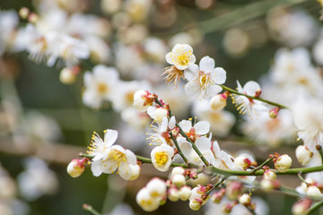 お寺の梅の花