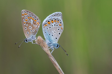 Photo of two butterflies (Polyommatus icarus) on flower.