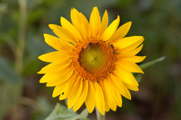 beautiful sunflower and bee