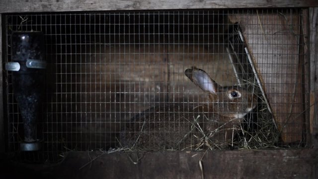A farmed rabbit in a cage is afraid