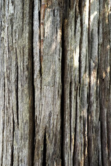 Obraz premium Wood texture