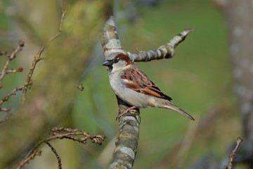 Haussperling sitzt auf einem Ast