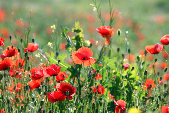 poppy flowers field spring season © goce risteski
