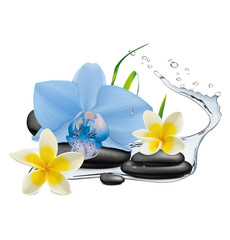 Orchid, Plumeria flowers, water splash and zen stone. Vector illustration