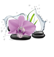 Orchid flower, water splash and zen stone. Vector illustration