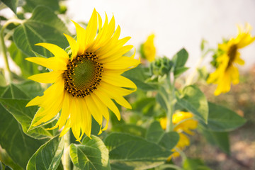 sunflower