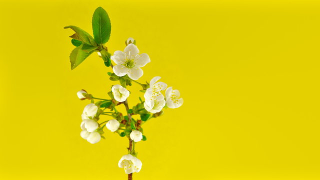 Timelapse cherry branch with opening flowers on yellow background. 4k UltraHD 3840x2160.