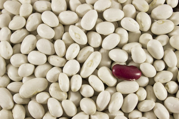 Fototapeta na wymiar kidney bean , legume