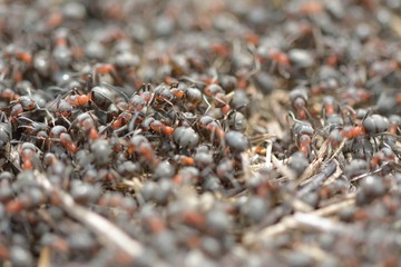 Fragment of the big ant hill