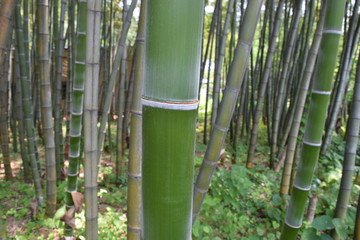 竹林／山形県の庄内地方で、竹林を撮影した写真です。