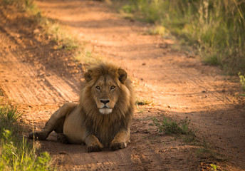 Naklejka premium Lion on the morning african road