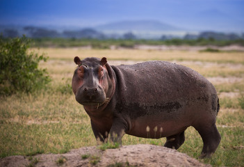 Hippo on the african savannah
