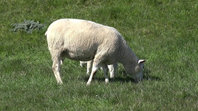 Lamm und Schaf  auf der Wiese