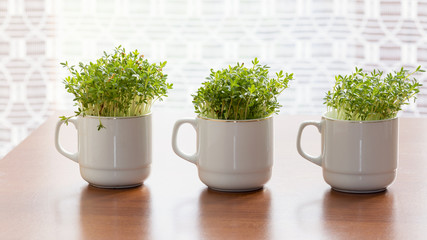 Cress or watercress