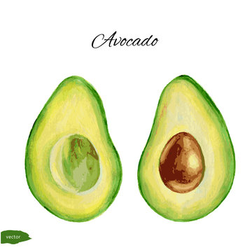 Avocado, half of avocado, avocado seed. Hand drawn watercolor painting isolated on white background.