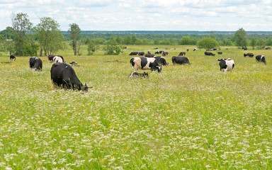 Herd of black and white cows grazing on the blossoming meadow
