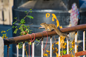 Indian palm squirrel (Funambulus palmarum) on a rooftop's rail among houseplants. A typical urban wildlife species of Udaipur city and all India
