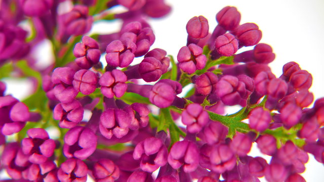 Close-up of lilacs flowers rising up and falling in timelapse. UltraHD 4k 3840x2160.