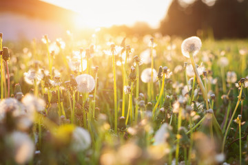 Green summer meadow with dandelions at sunset. Nature background