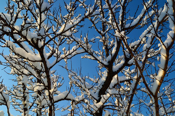  the branches in the snow
