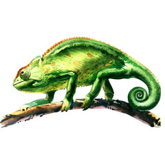 green chameleon, chamaeleo calyptratus, on a tree, isolated, watercolor illustration