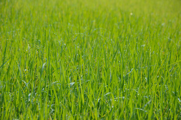 Green rice field