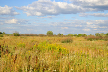 Summer field, Belarus.