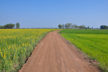 Soil way between yellow flower and green rice field