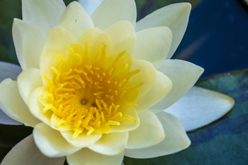 waterlily