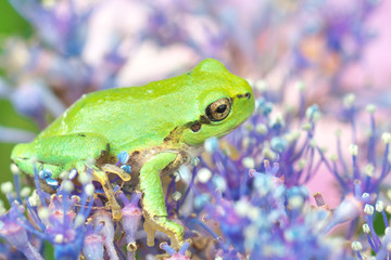 カエルとアジサイの花