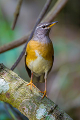Eyebrowed Thrush, White-browed Thrush, Dark Thrush (Turdus obscurus ) 