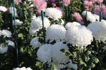 Pink-white chrysanthemums 