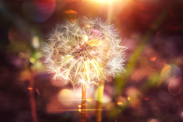 Dandelion with Water Drops Filtered