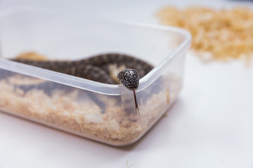 Lampropeltis getula meansi, commonly known as Apalachicola Kings