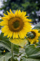 sunflower