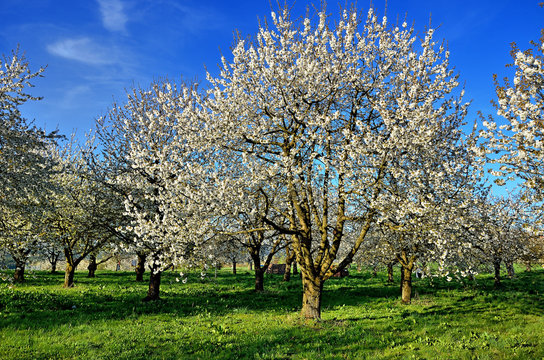 Bl&uuml;hende Kirschb&auml;ume auf Obstplantage
