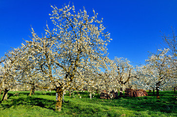 Kirschbaumblüte - Idylle in Weiß