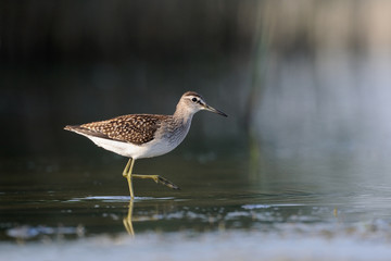 Side view of walking Wood Sandpiper at the shallow water 