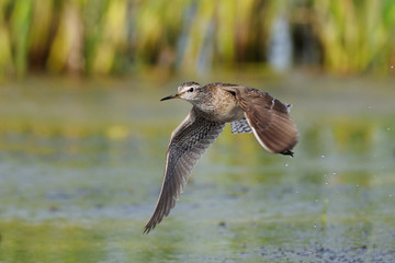 Flying Wood Sandpiper above the marsh