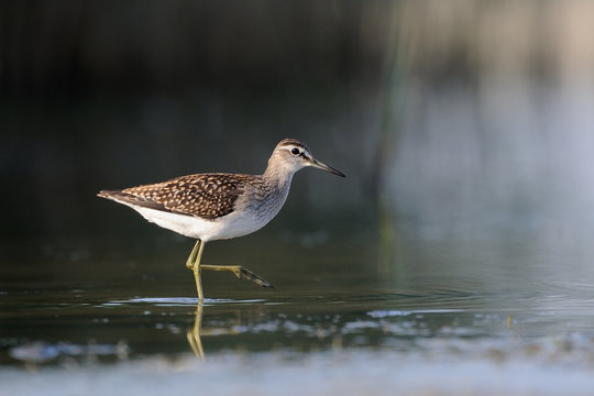 Side view of walking Wood Sandpiper at the shallow water 