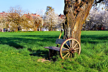 Ruhebank am alten Baum © reimax16