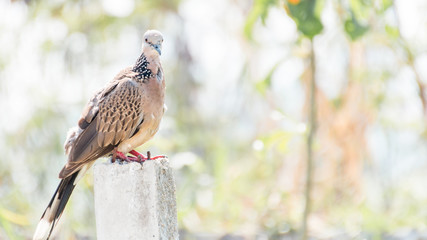 Spotted Dove standing on Concrete poles  