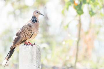 Spotted Dove standing on Concrete poles 
